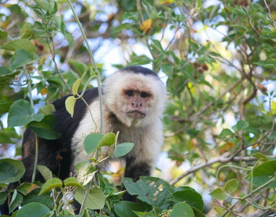 La Casa Bonita Daire Monteverde Dış mekan fotoğraf