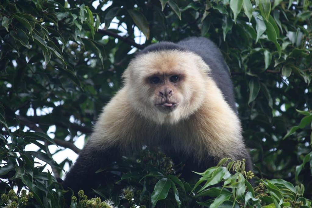 La Casa Bonita Daire Monteverde Dış mekan fotoğraf