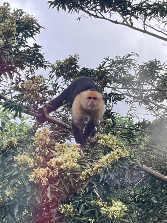 La Casa Bonita Daire Monteverde Dış mekan fotoğraf